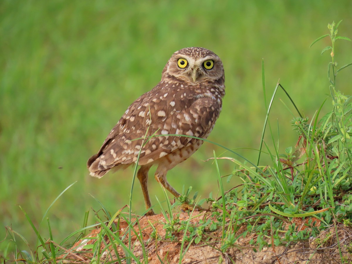 Burrowing Owl - ML596329211