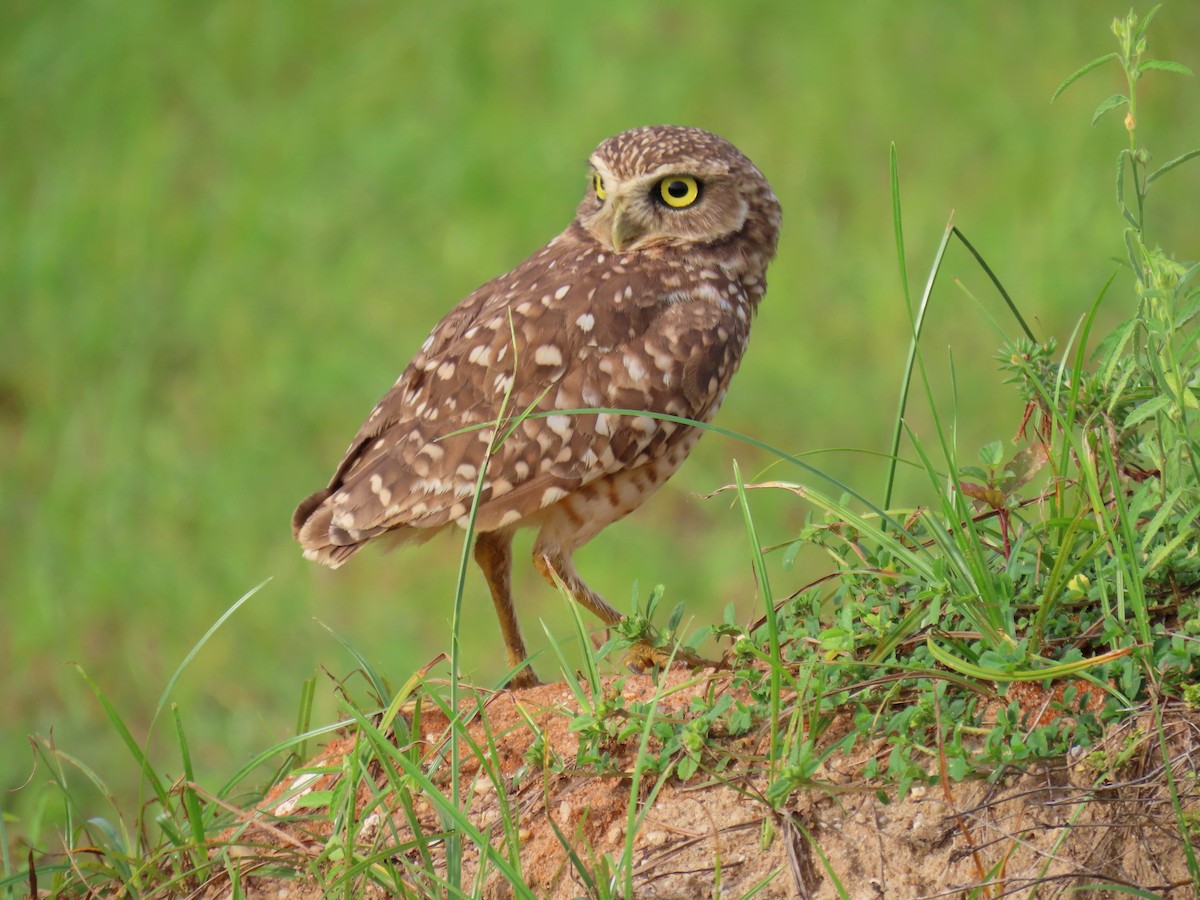 Burrowing Owl - ML596329261