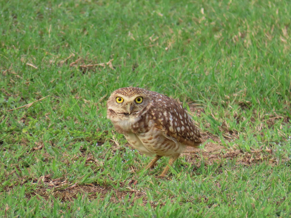 Burrowing Owl - ML596329381