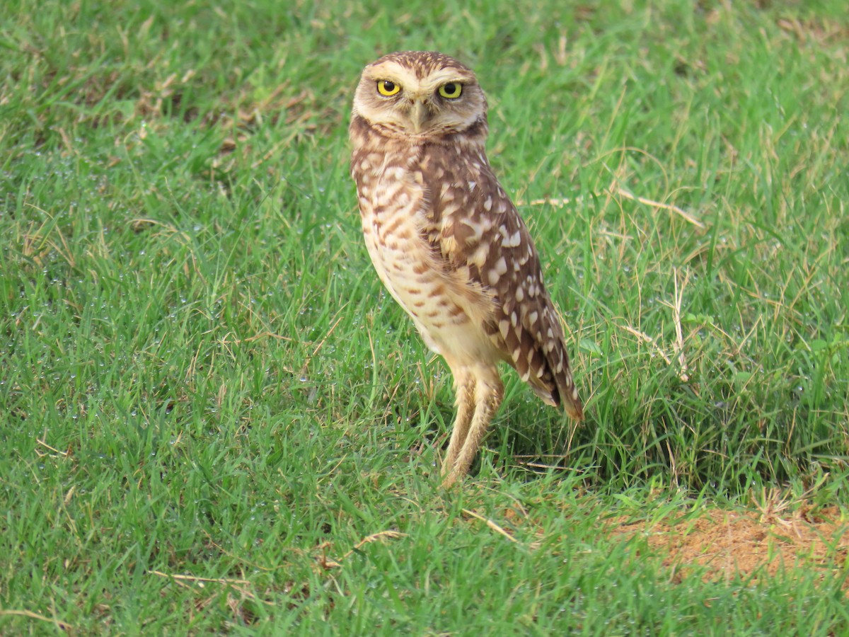 Burrowing Owl - ML596329431
