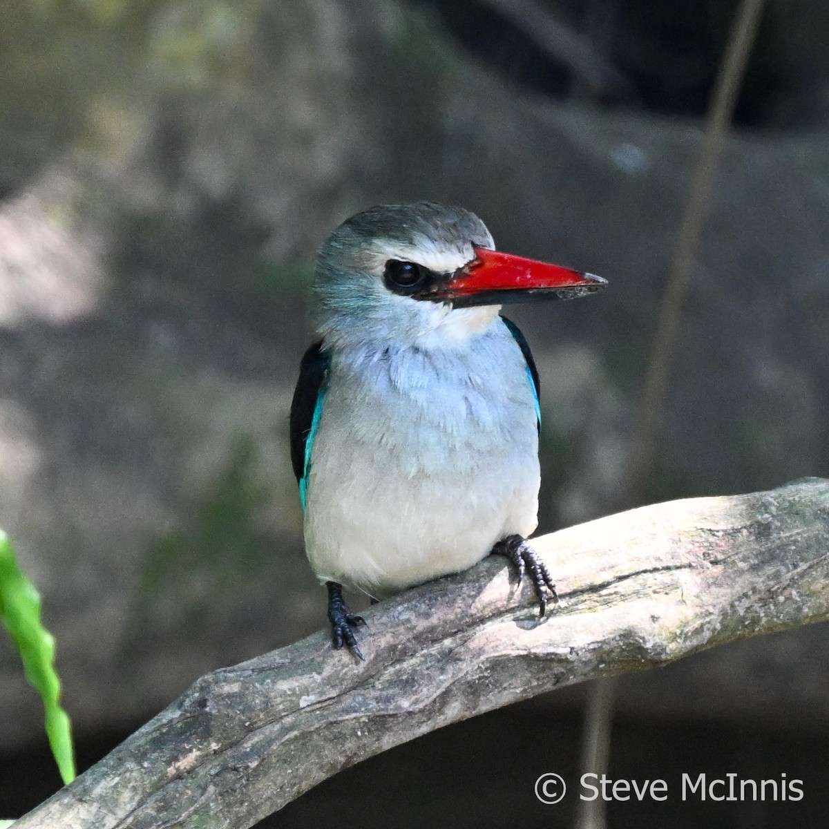 Woodland Kingfisher - Steve McInnis