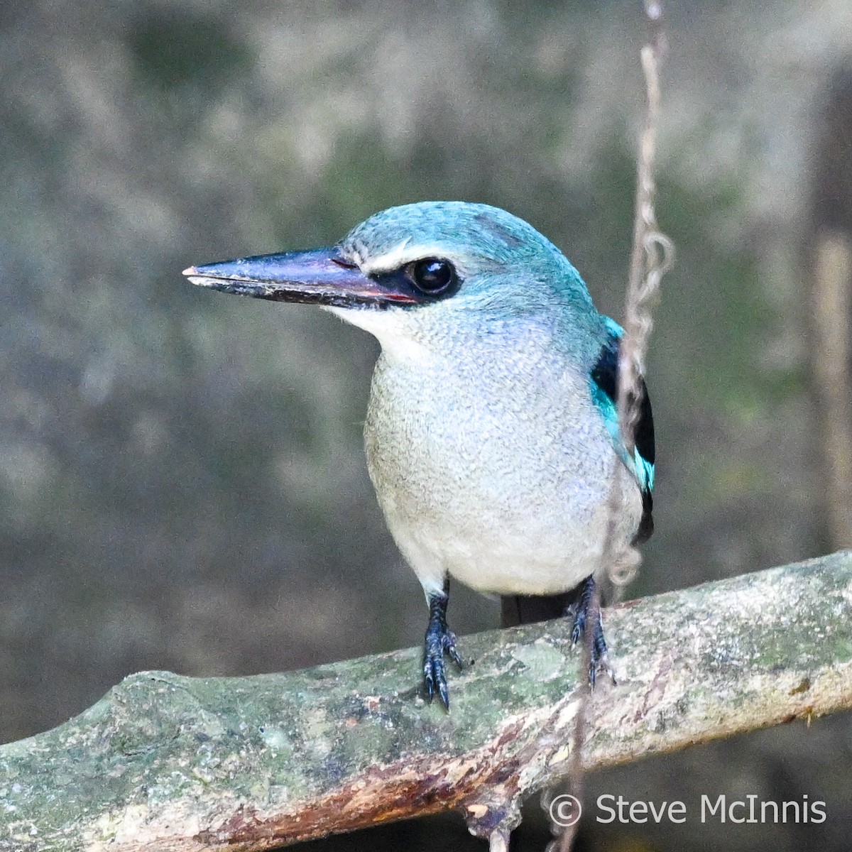 Woodland Kingfisher - Steve McInnis