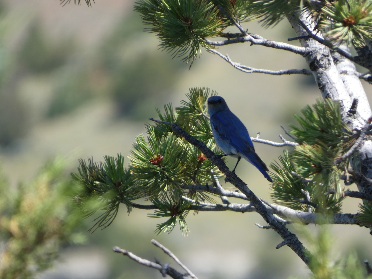 Mountain Bluebird - Hilary Russ