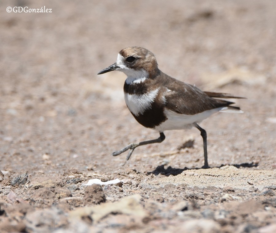 Two-banded Plover - ML596331211