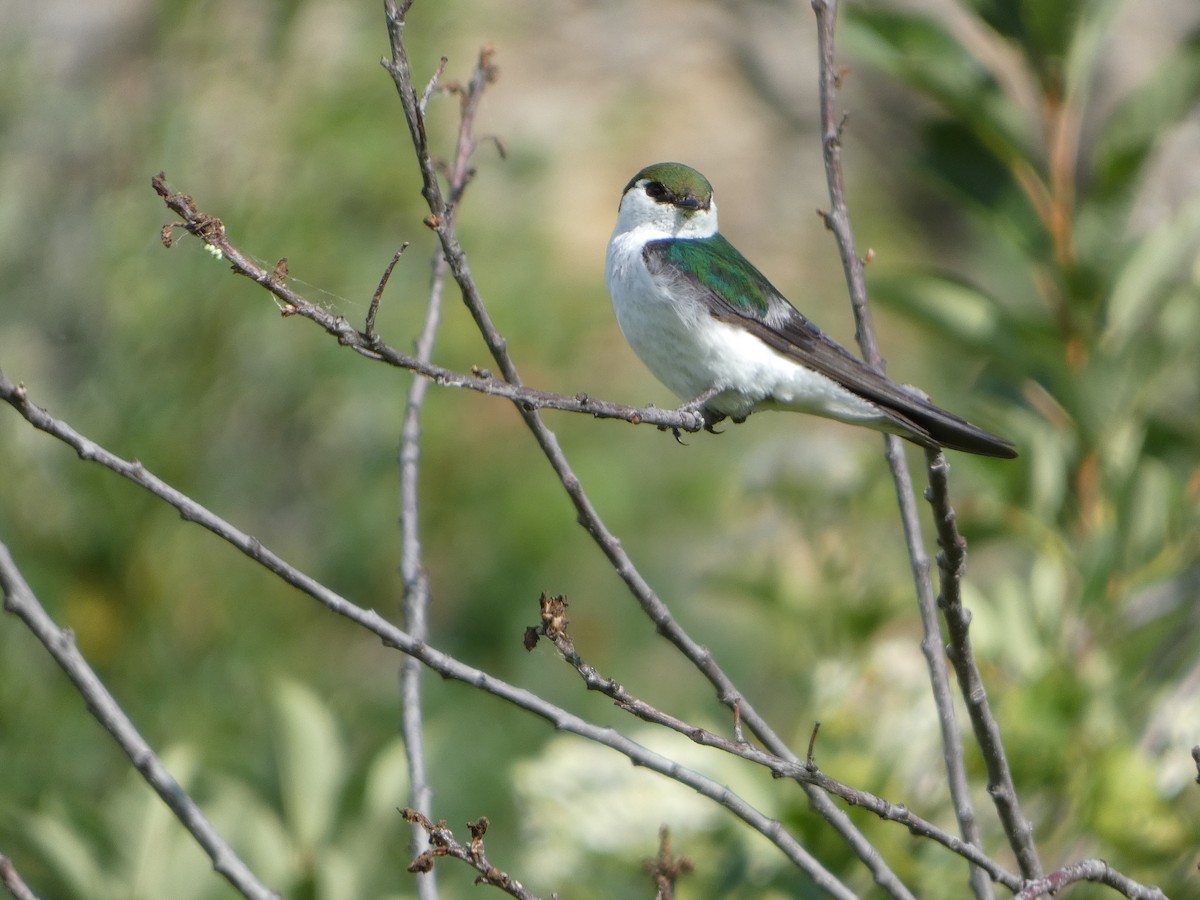 Violet-green Swallow - ML596332151