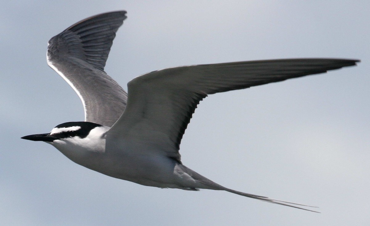 Gray-backed Tern - Eric VanderWerf