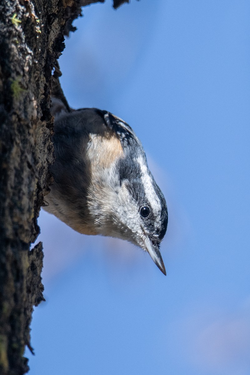 Red-breasted Nuthatch - ML596338491