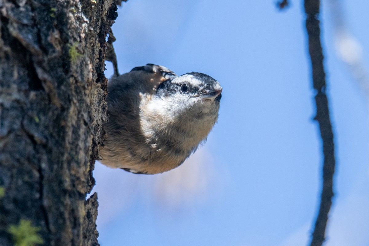 Red-breasted Nuthatch - ML596338511