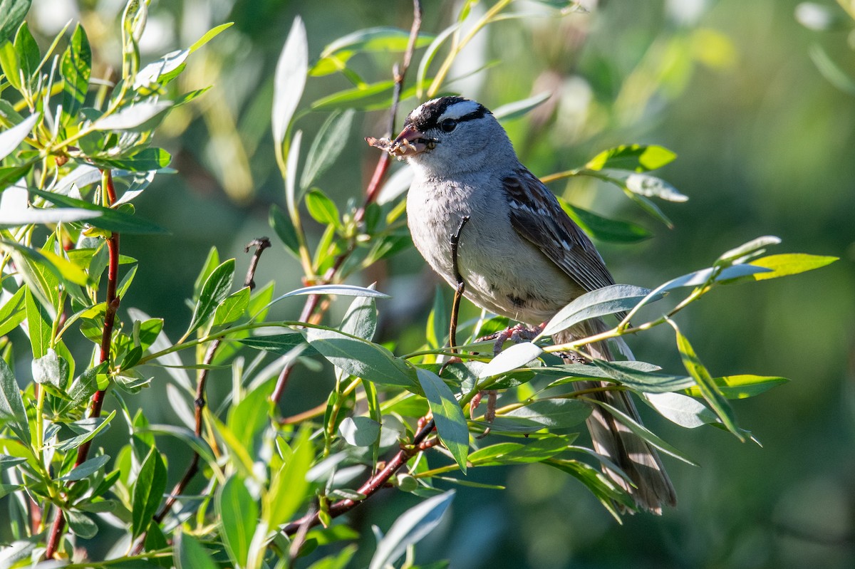 White-crowned Sparrow (Dark-lored) - ML596338821