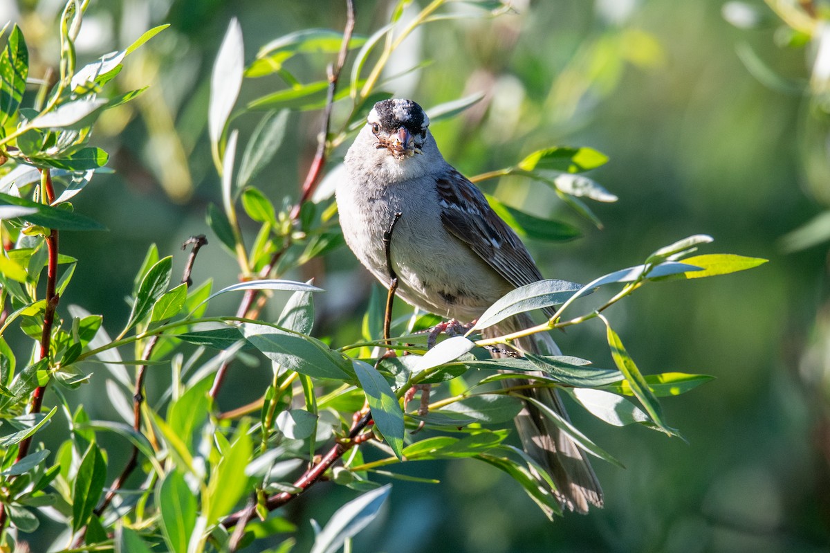 White-crowned Sparrow (Dark-lored) - ML596338831