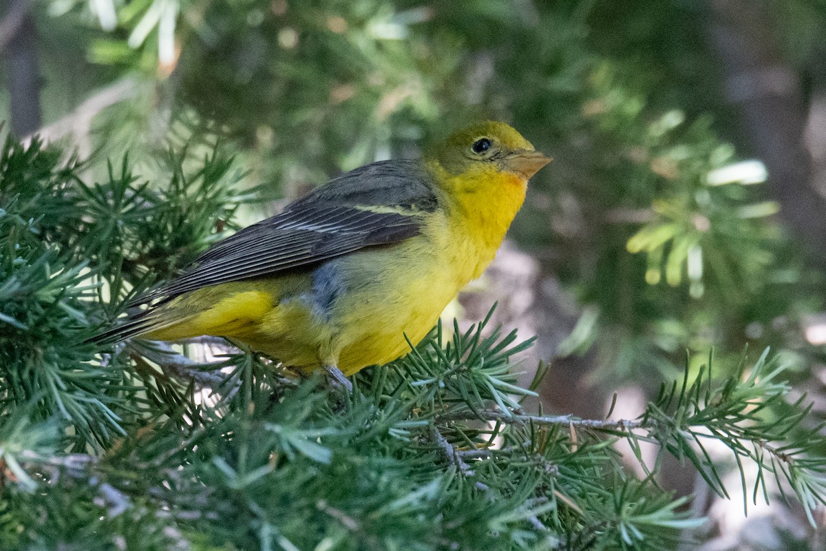 Western Tanager - ML596339081