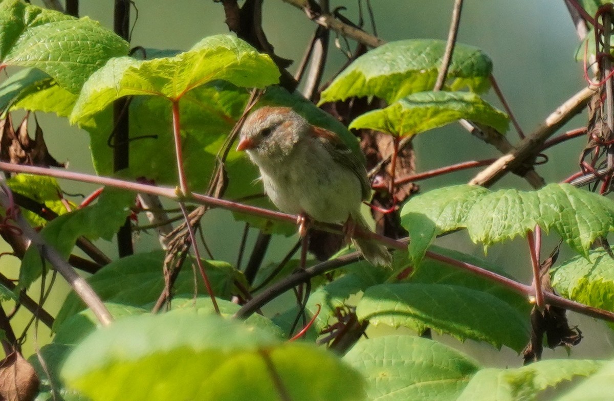 Field Sparrow - ML596339291