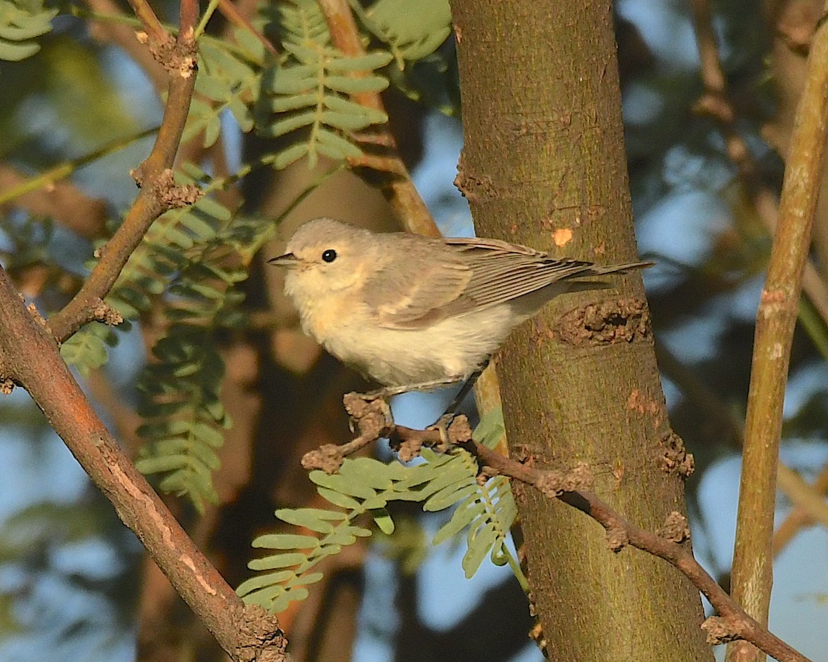 Lucy's Warbler - ML596340451