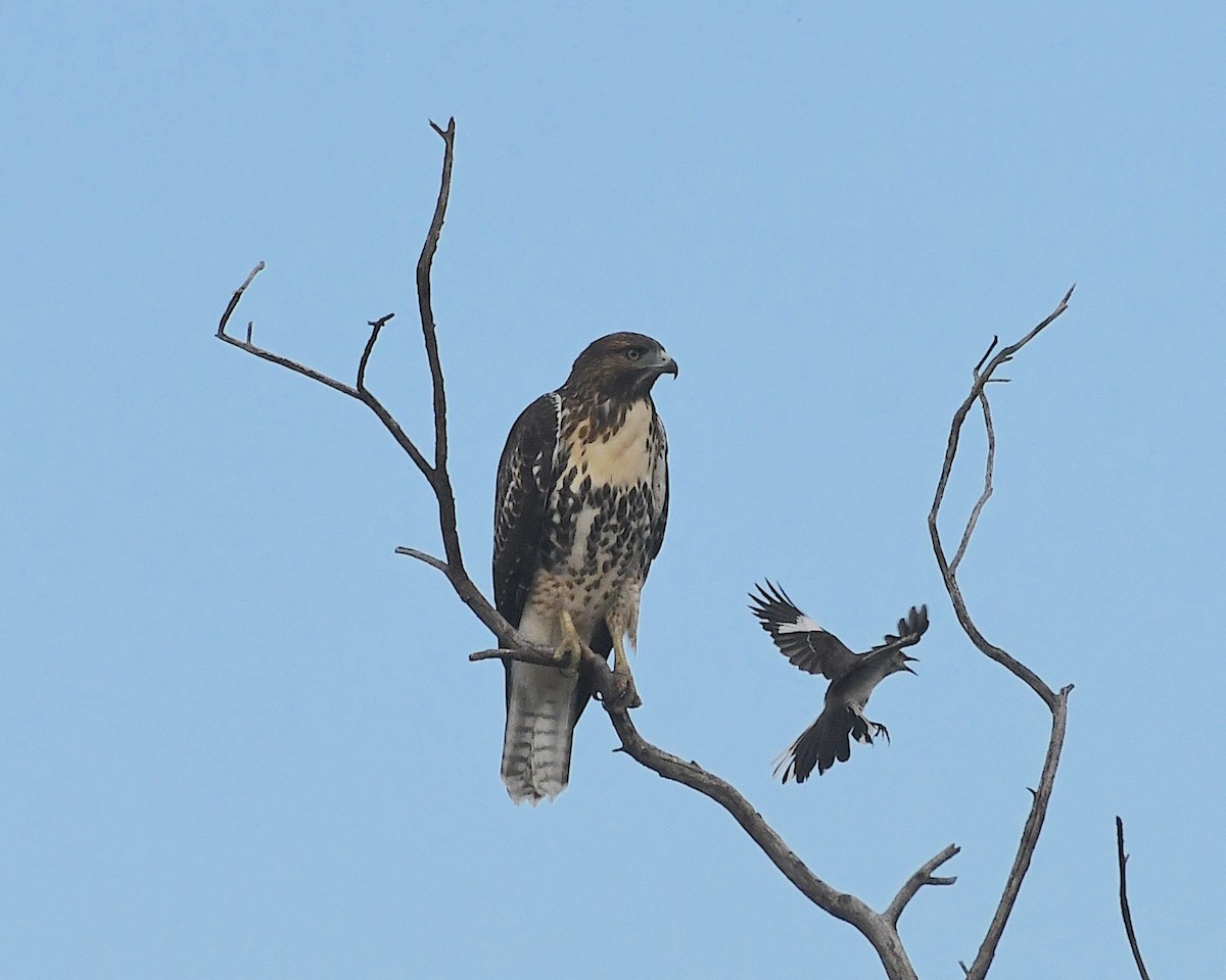 Red-tailed Hawk - ML596342411