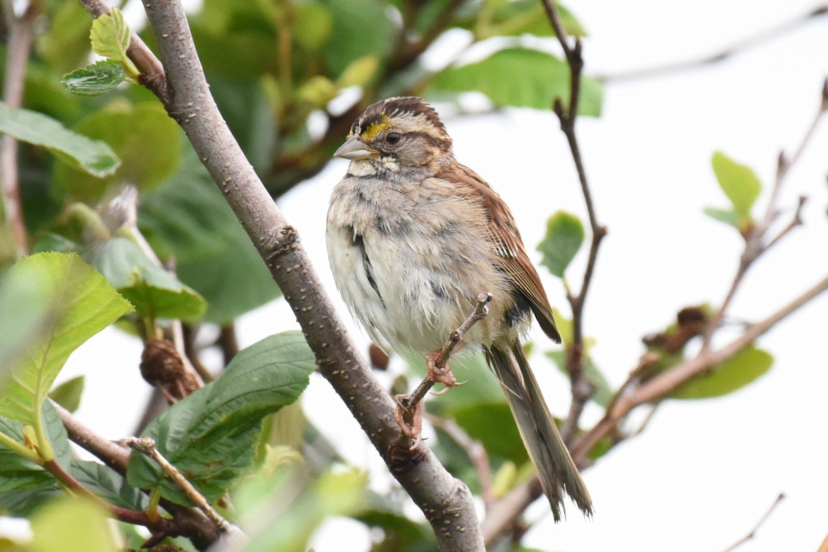 White-throated Sparrow - ML596342611