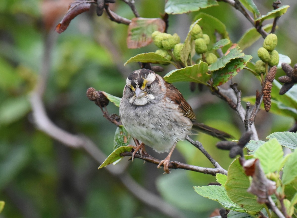 White-throated Sparrow - ML596342621