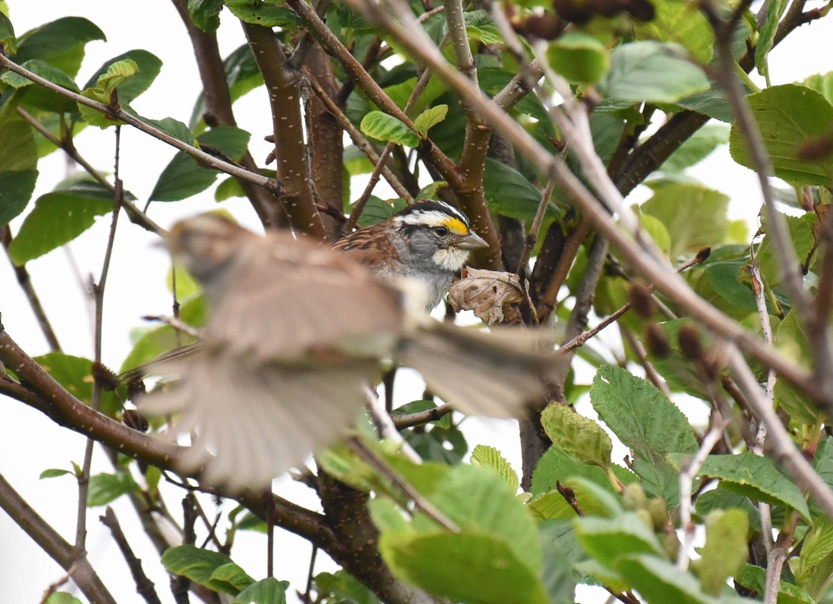 White-throated Sparrow - ML596342641