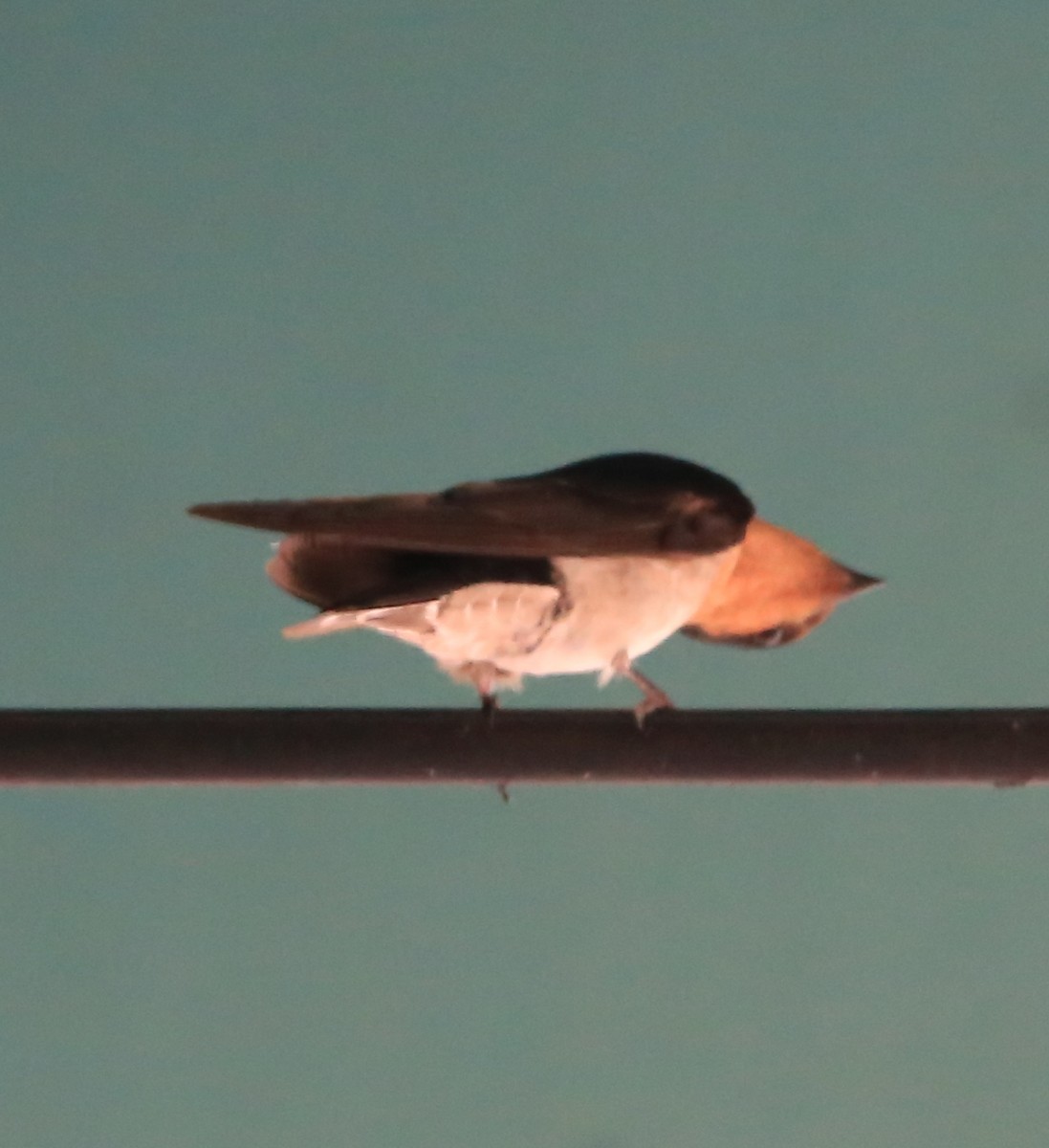 Pacific Swallow - ML596342881