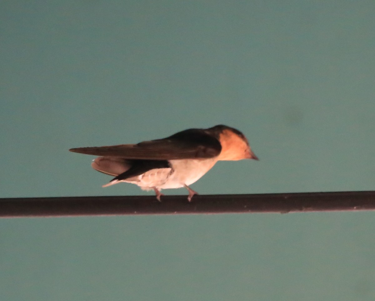 Pacific Swallow - ML596342911
