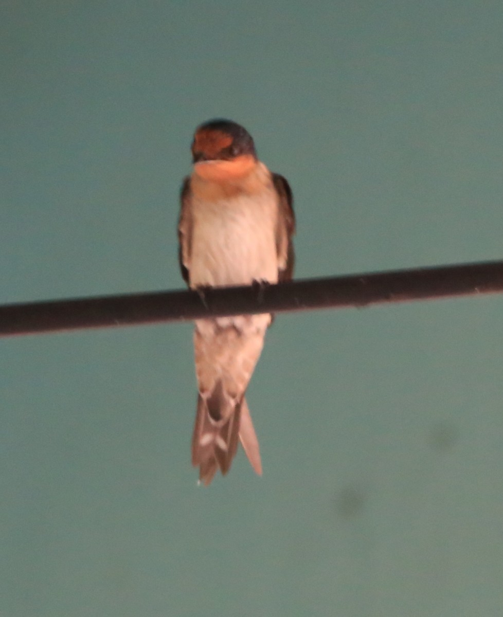 Pacific Swallow - ML596342931