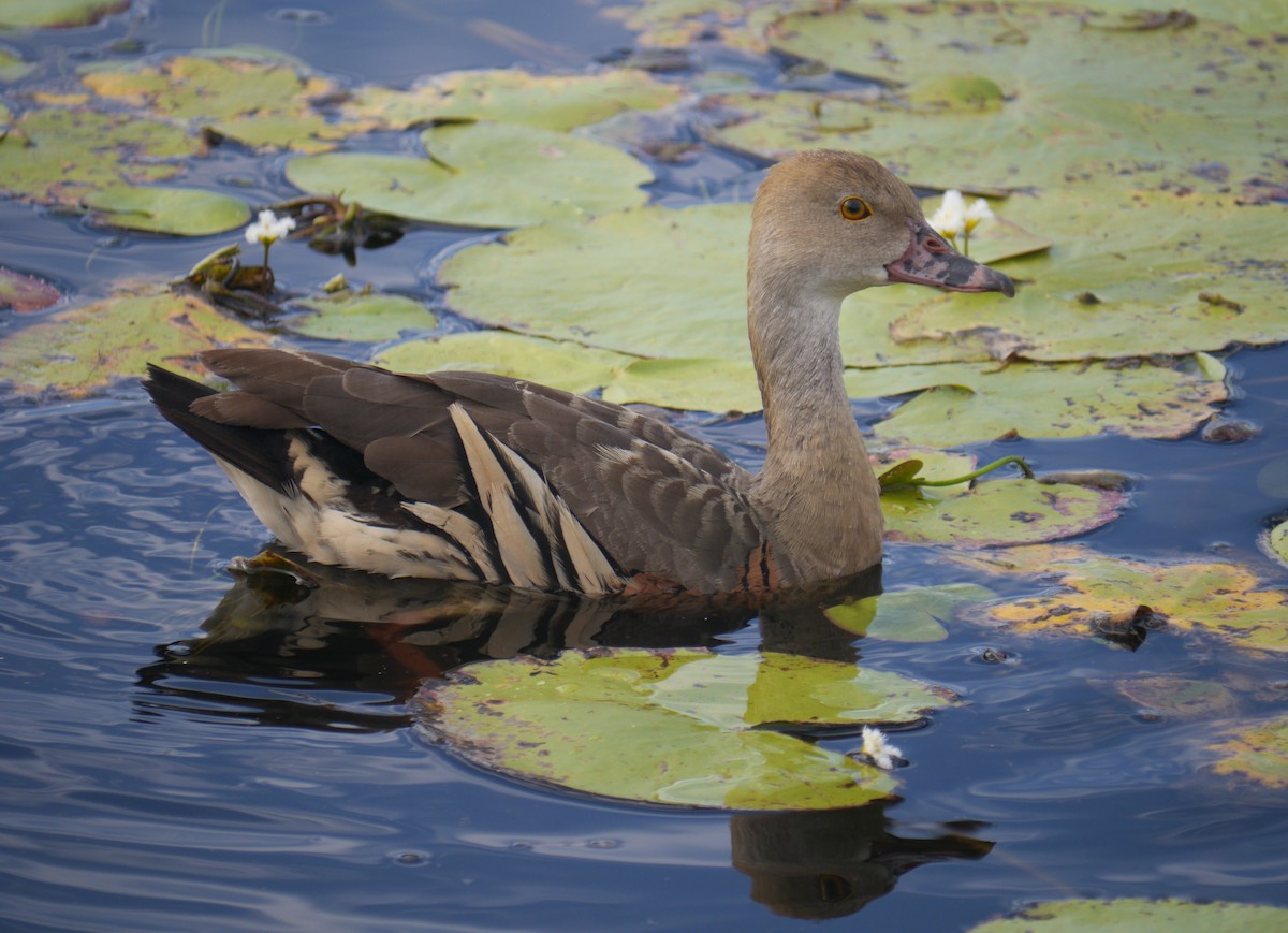 Plumed Whistling-Duck - Frank Coman