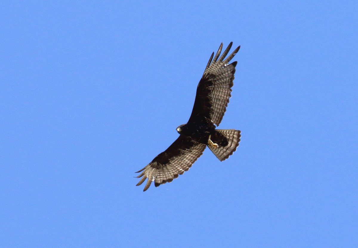 Zone-tailed Hawk - ML59634381