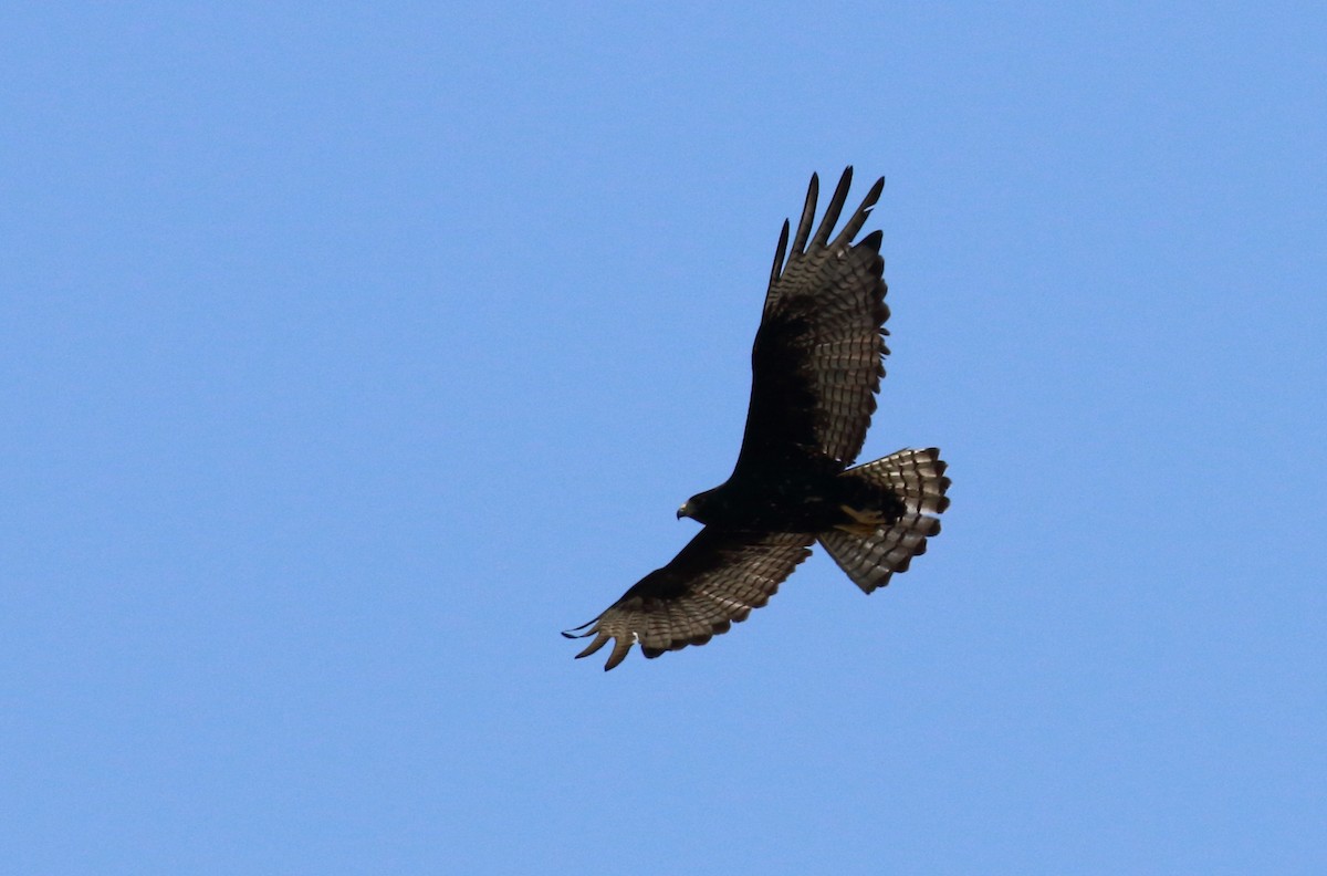 Zone-tailed Hawk - ML59634411