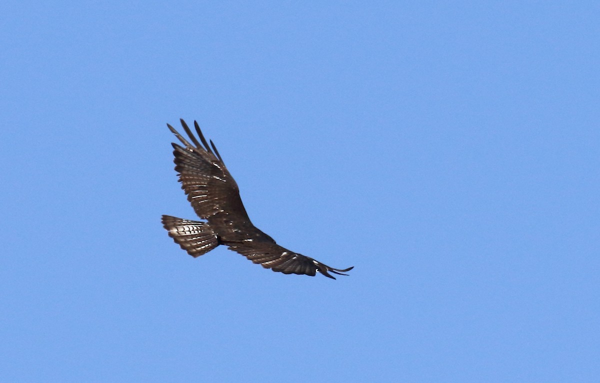 Zone-tailed Hawk - Curtis Marantz