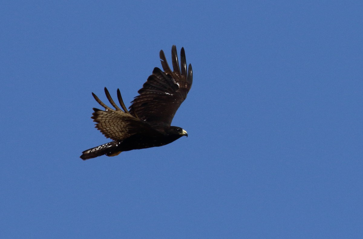 Zone-tailed Hawk - ML59634451