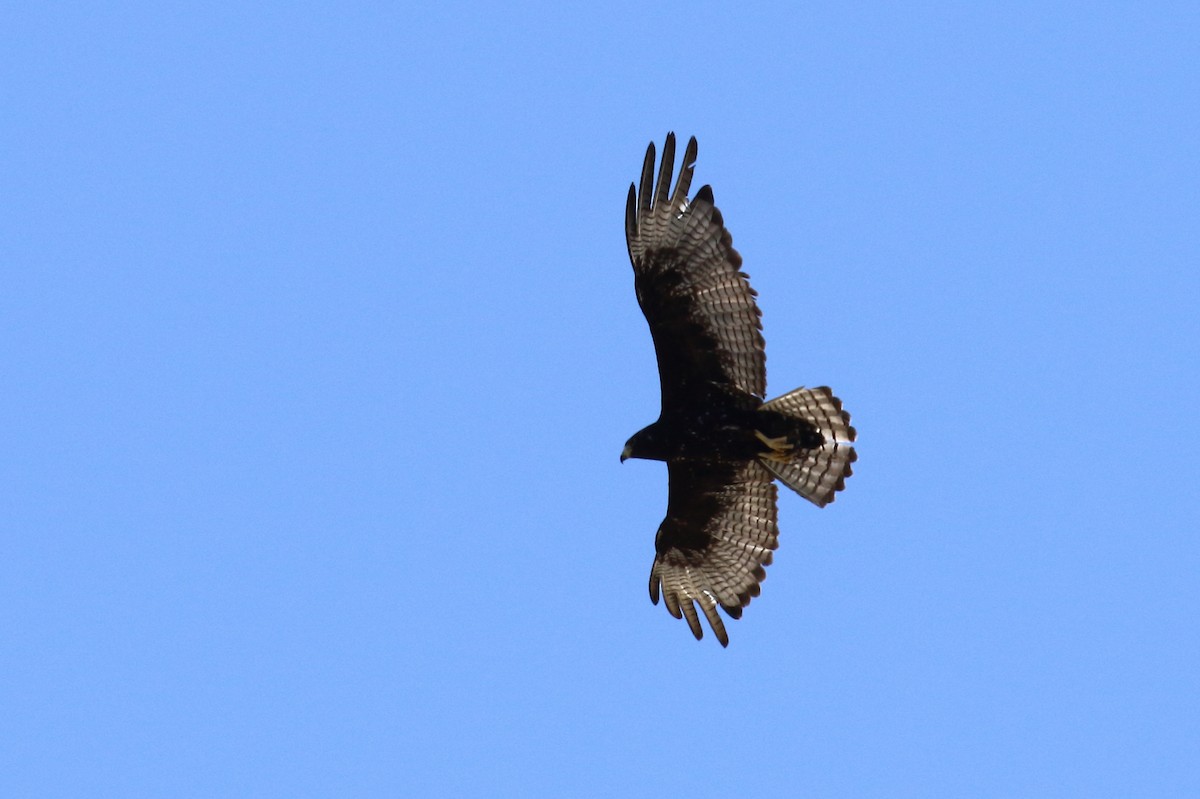 Zone-tailed Hawk - ML59634461
