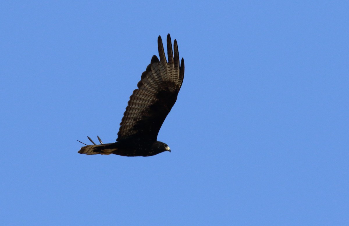 Zone-tailed Hawk - ML59634471