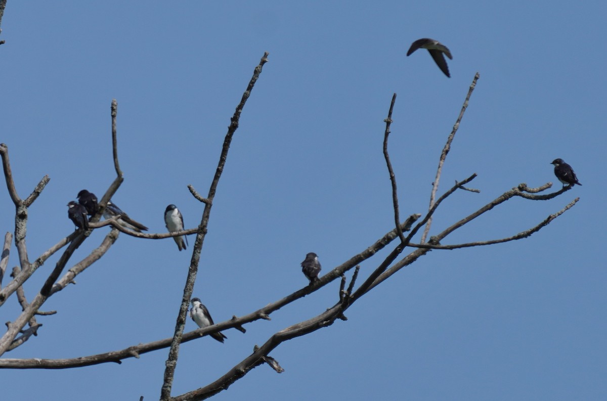 Tree Swallow - ML596346191