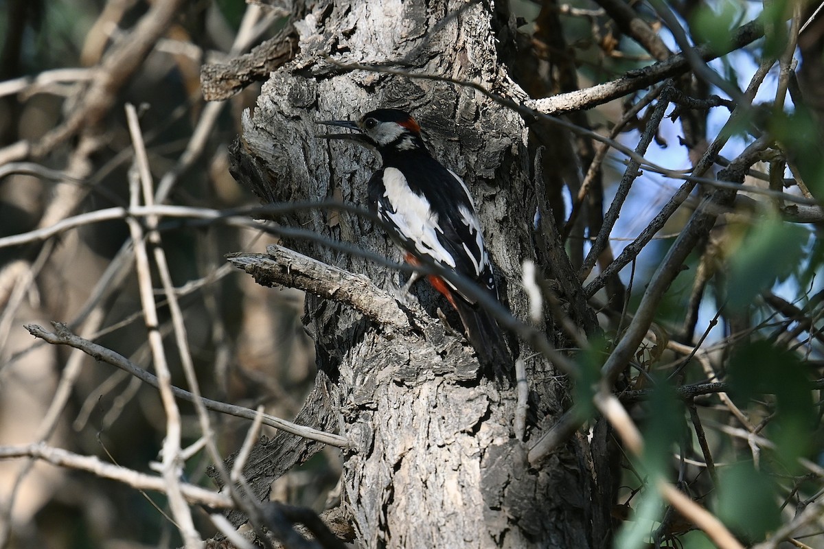 White-winged Woodpecker - ML596346341