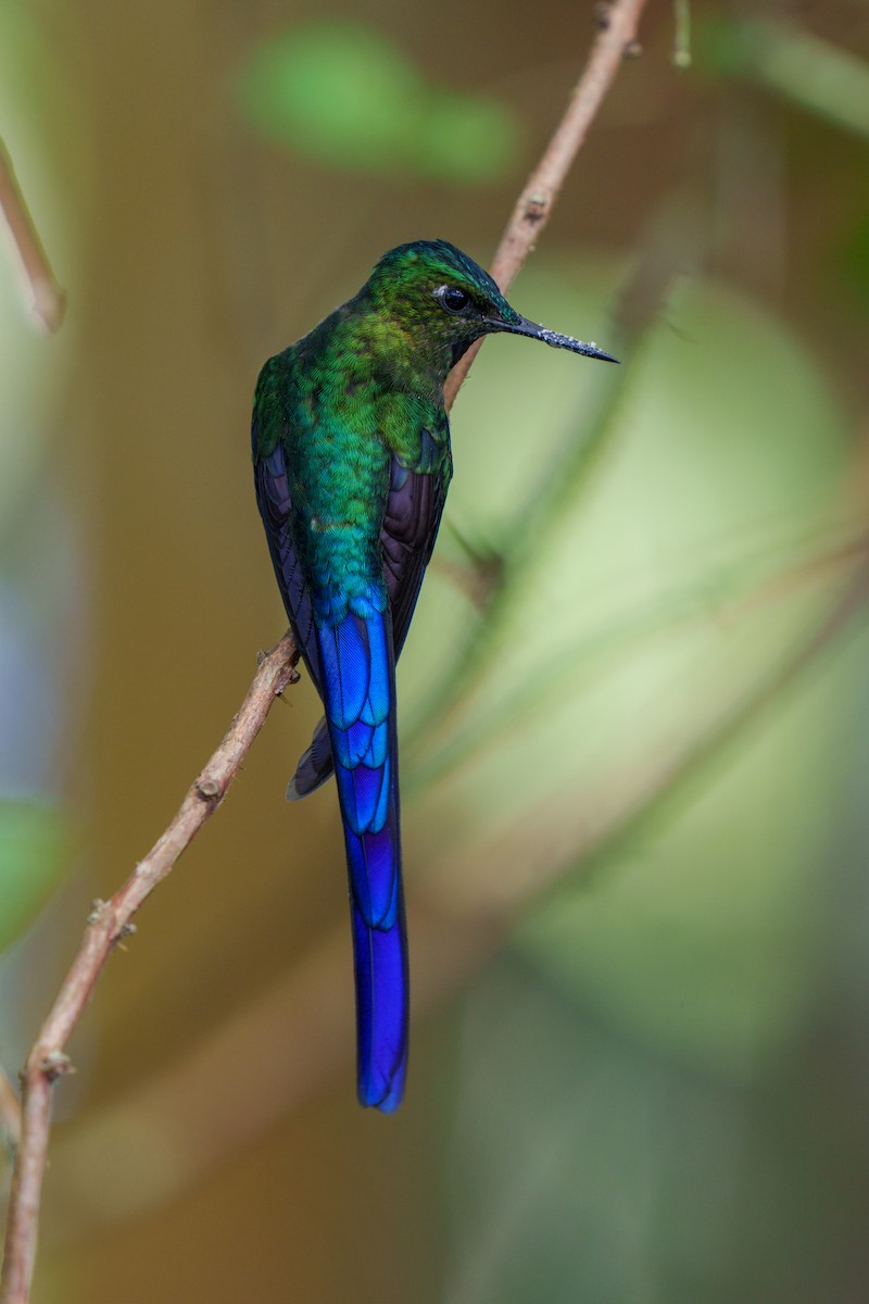 Violet-tailed Sylph - ML596347881