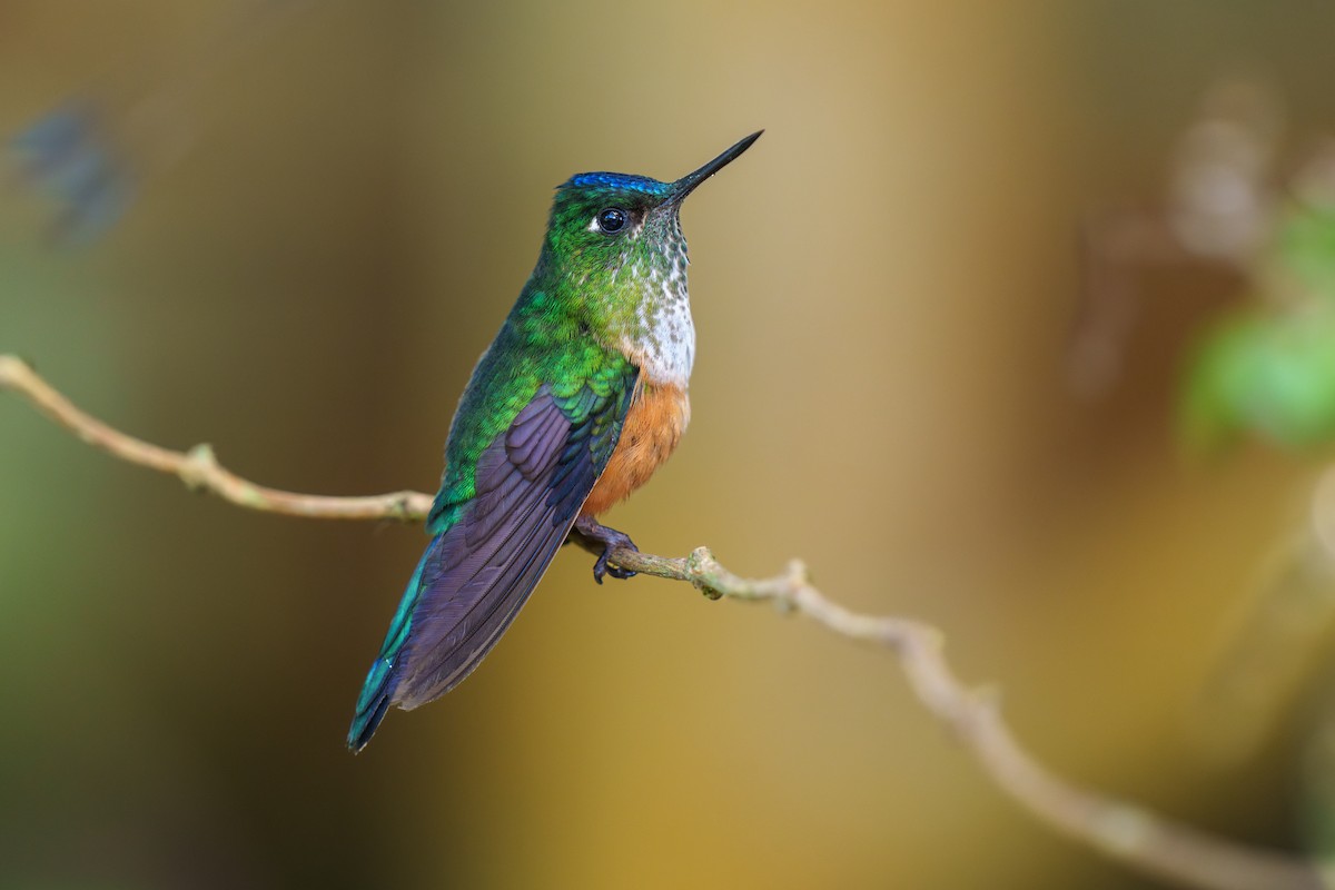 Violet-tailed Sylph - ML596347911