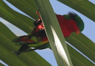  - Kuhl's Lorikeet