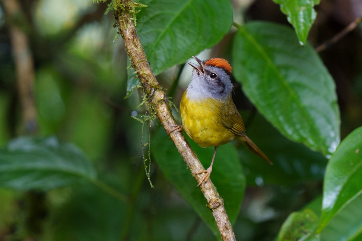 Russet-crowned Warbler - Jeff Hapeman