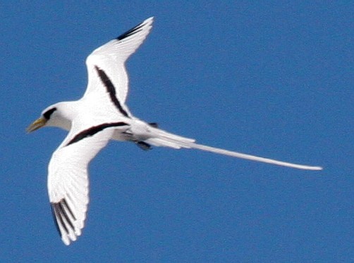 White-tailed Tropicbird - ML59634871