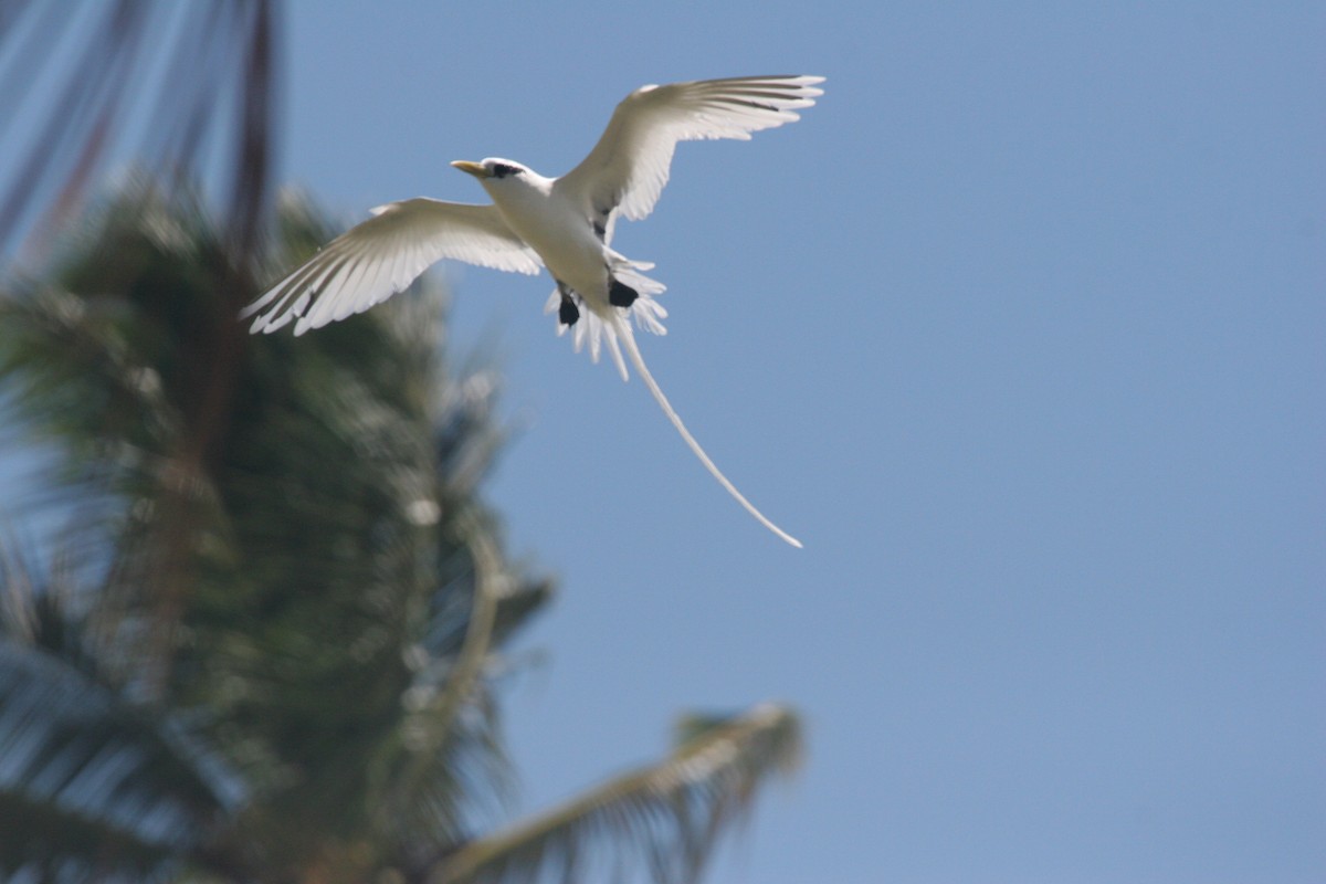 White-tailed Tropicbird - ML59634881
