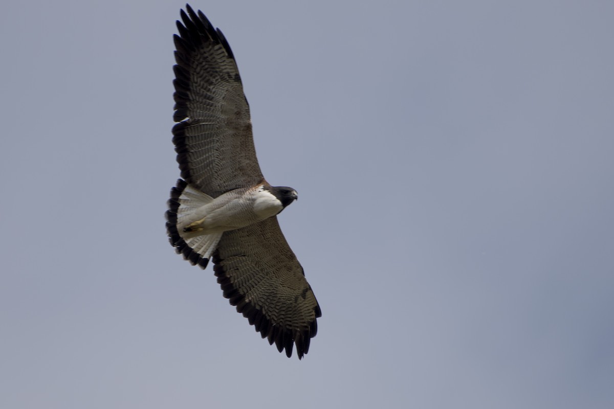 White-tailed Hawk - ML59635171