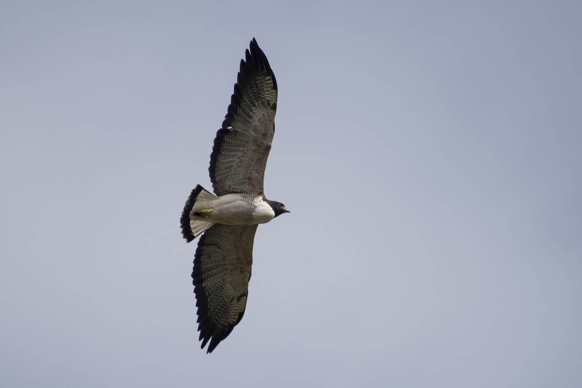 White-tailed Hawk - ML59635191