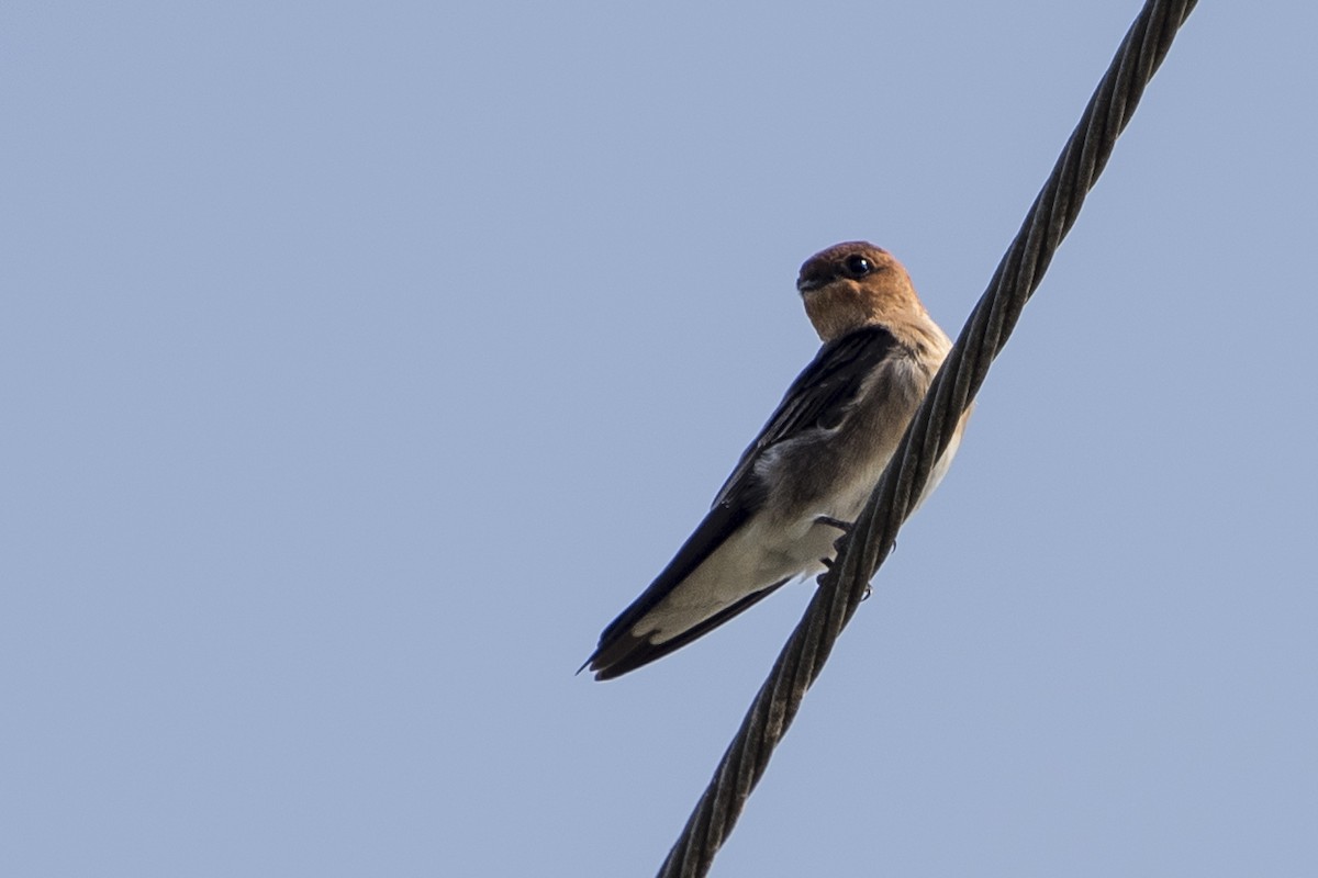 Tawny-headed Swallow - ML59635221
