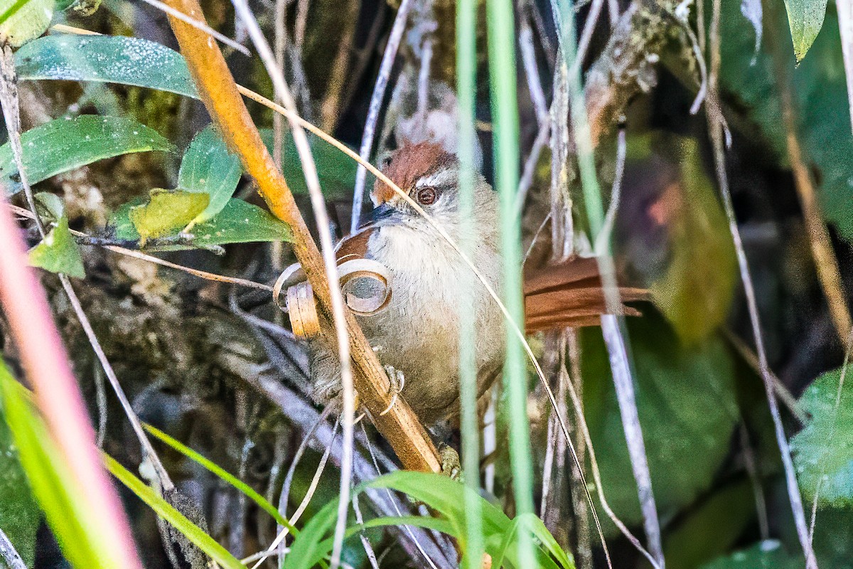 Marcapata Spinetail - ML596352411
