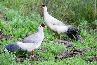  - White Eared-Pheasant