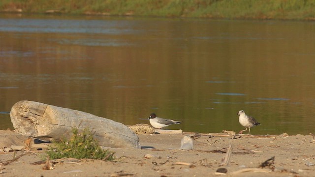 Swallow-tailed Gull - ML596356091
