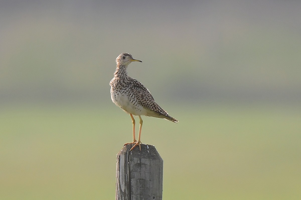 Ebird Checklist Jul Twp Rr Species