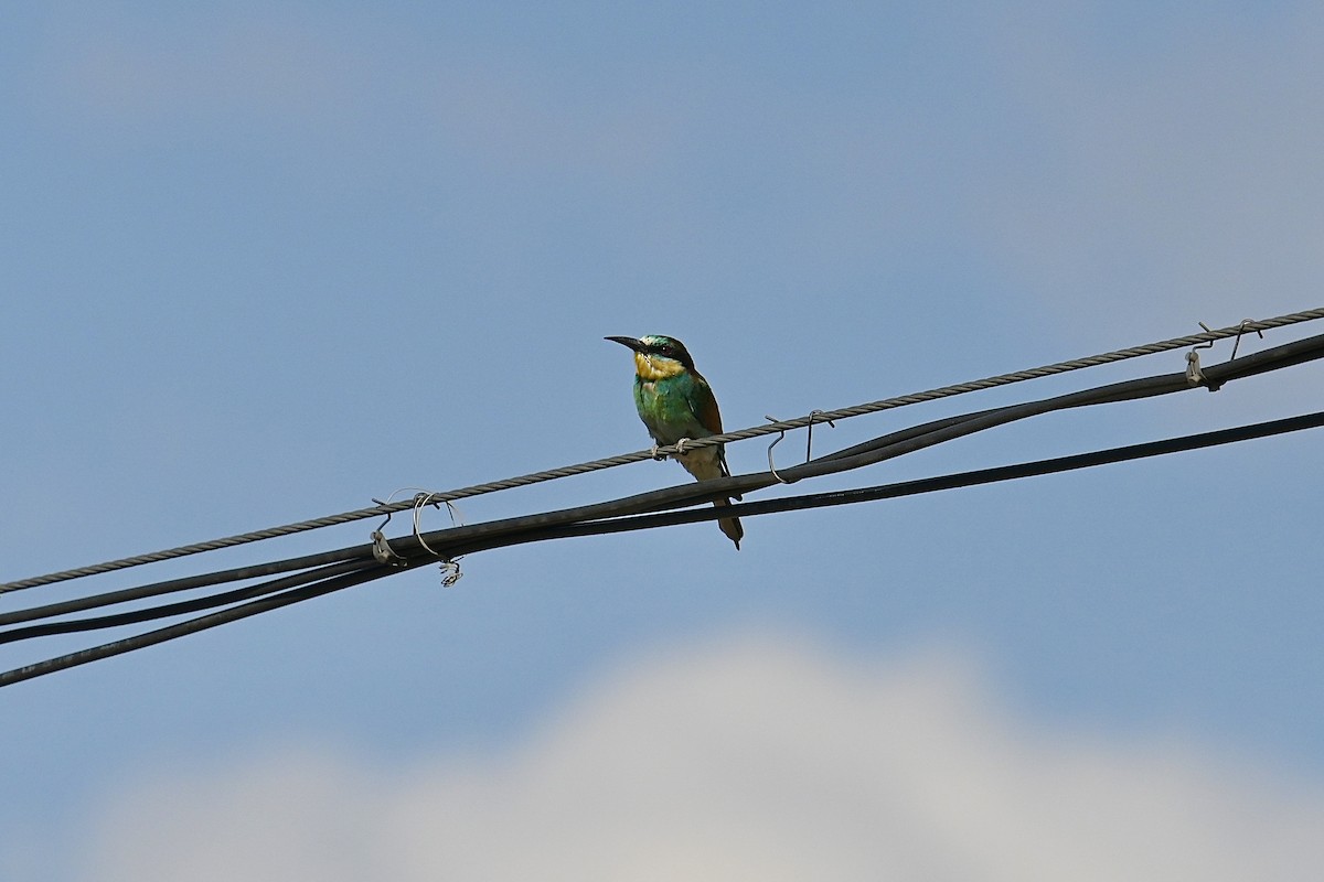 European Bee-eater - Dong Qiu