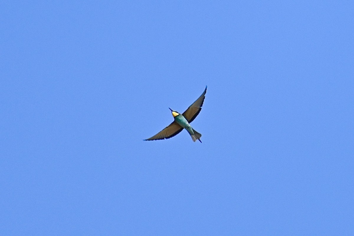 European Bee-eater - ML596362251