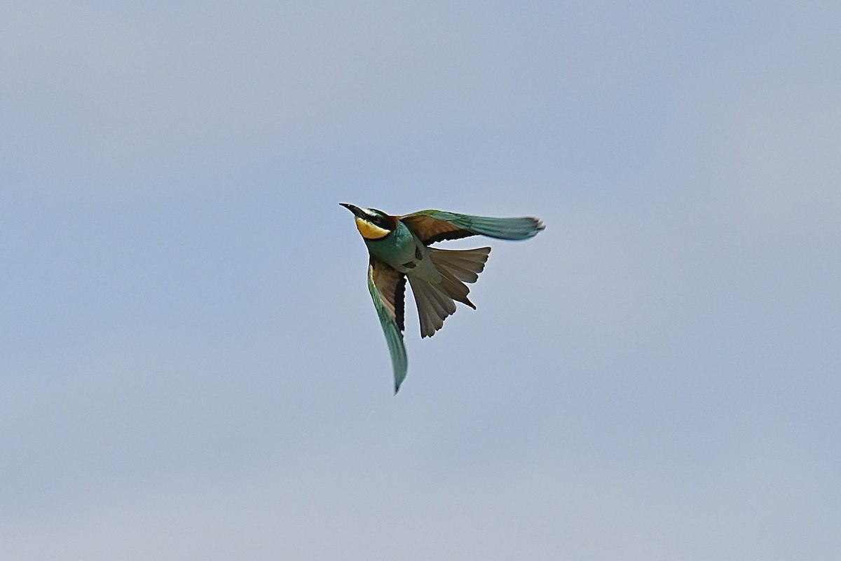 European Bee-eater - ML596362291