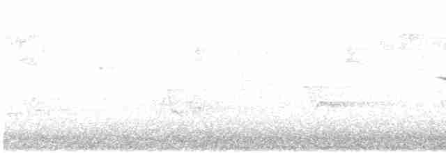 גיבתונית לבנת-גרון - ML596365571